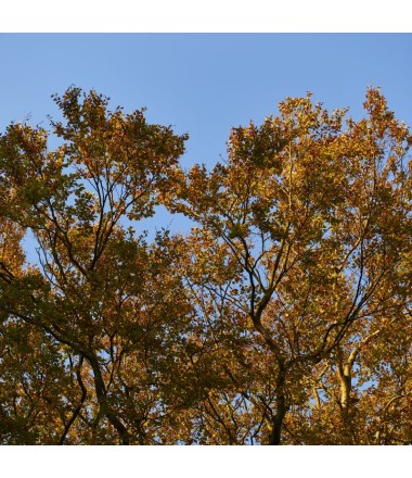 Lubū plytelių rinkinys ''Medžiai'' 4vnt.